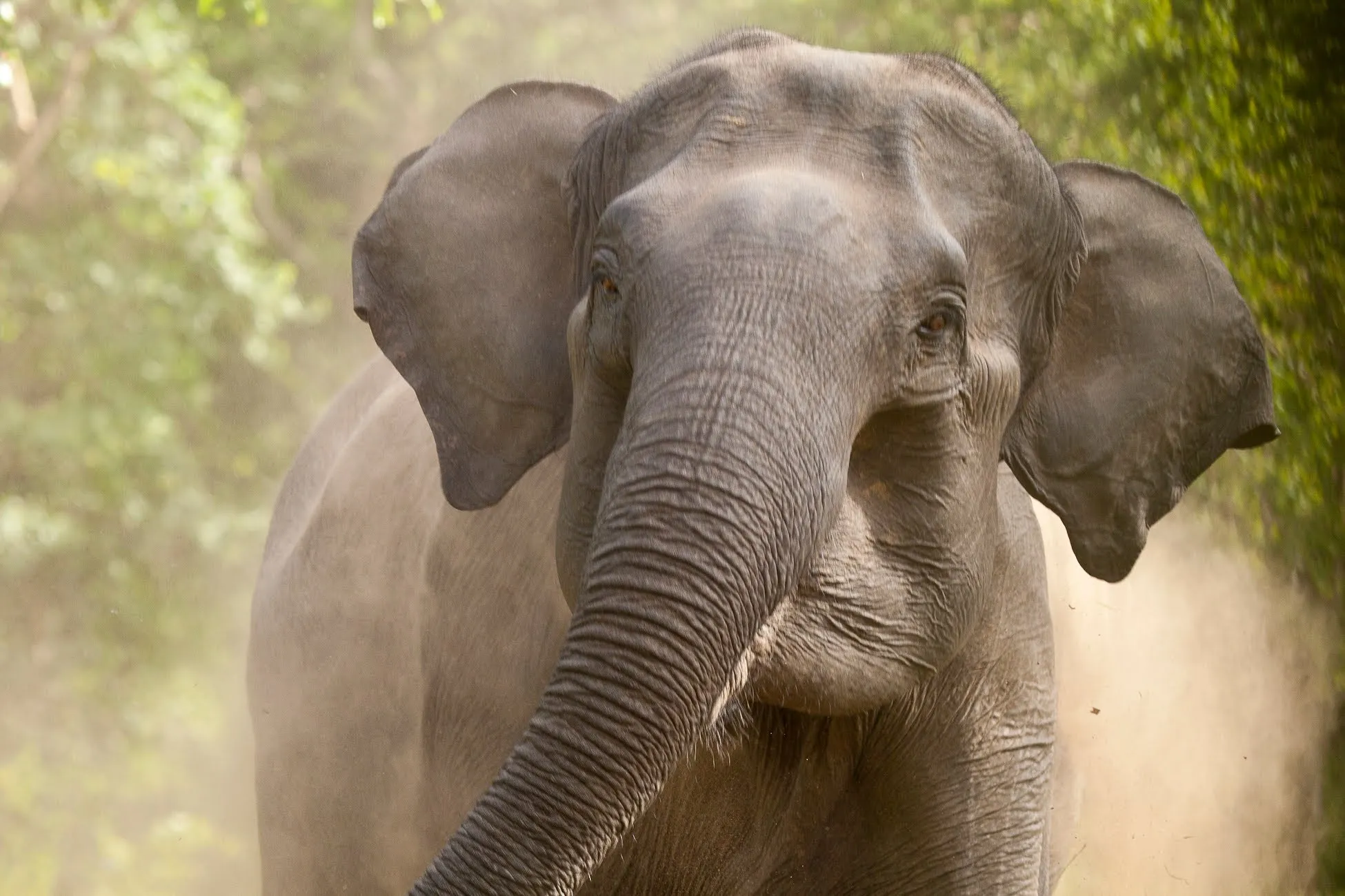 elephant