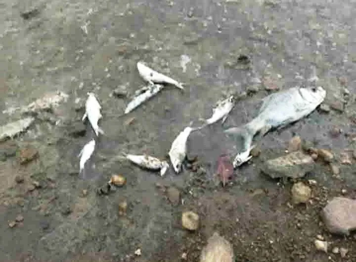 gohira dam dead fish