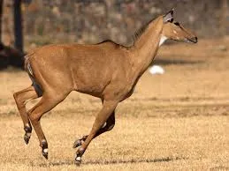 Pic. Courtesy: en.wikipedia.org
