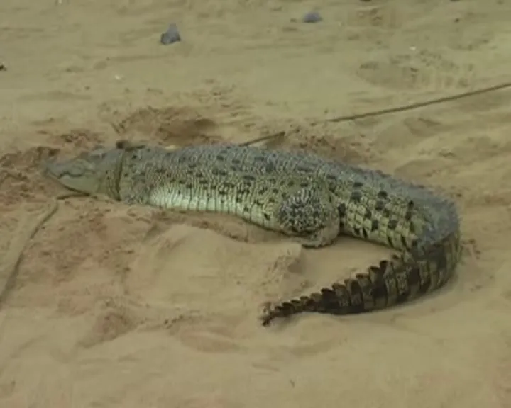 Crocodile caught from Jatadhari river mouth