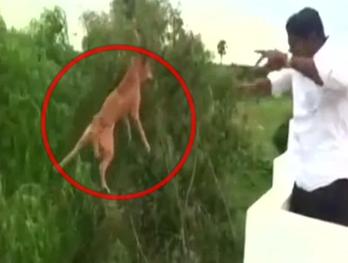 MAN THROWS DOG