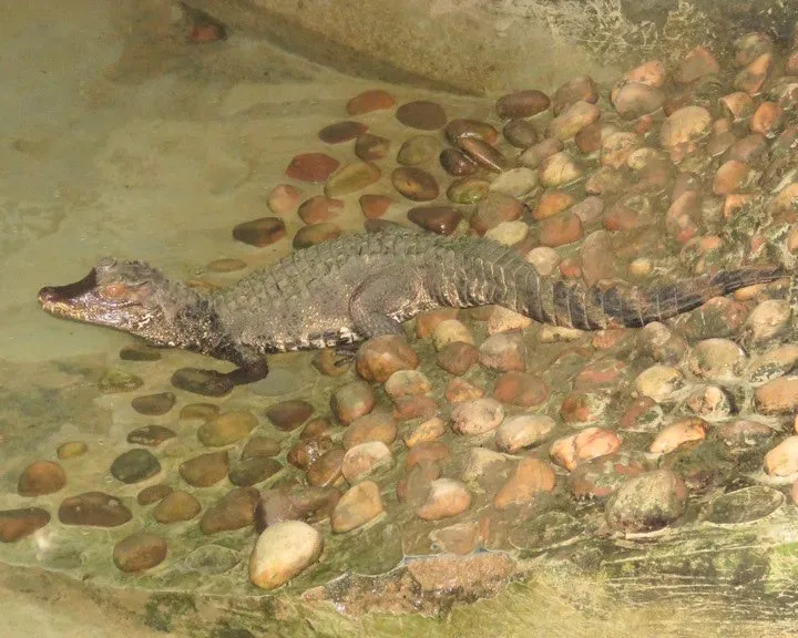 caiman 1