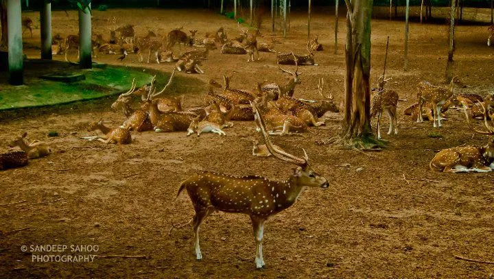 Photo Courtesy: Sandeep Sahoo