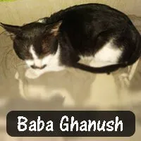 Pic courtesy: www.petaindia.com