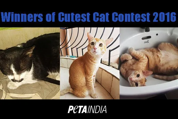 Cutest-cat-contest-winners-2016