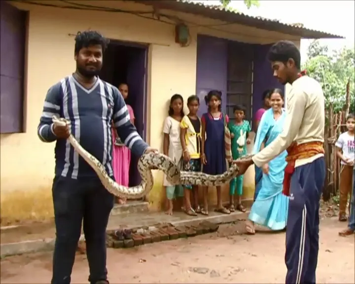 burmese python malkangiri