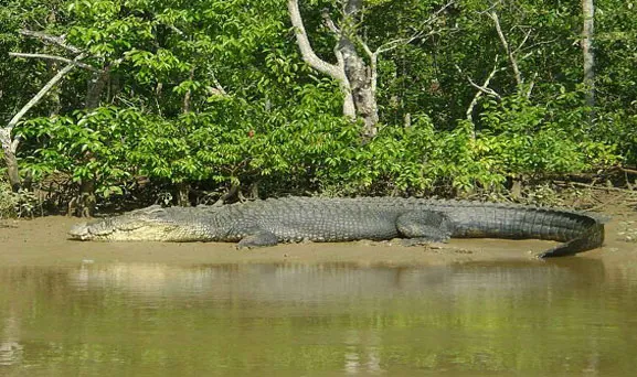 crocodile