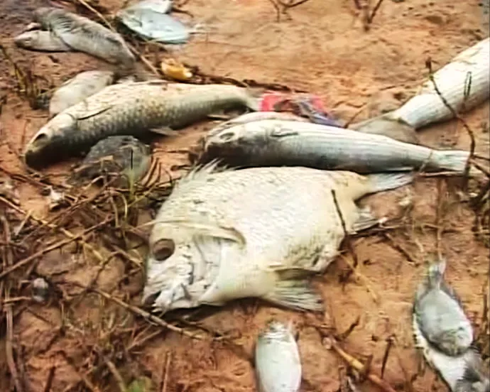 dead fish
