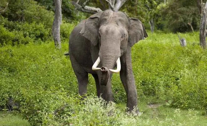 jumbo-attack