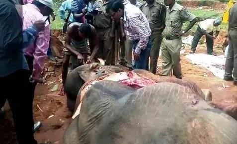 elephant-shot-with-arrow