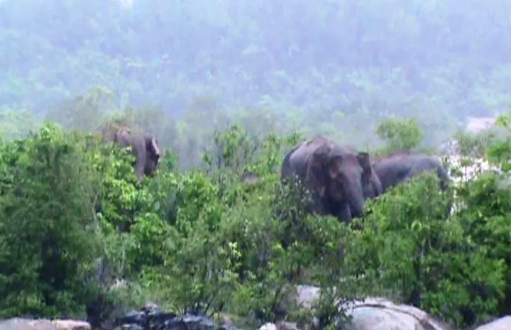 elephant