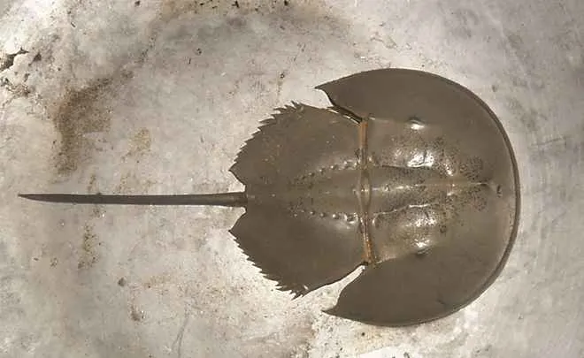 horseshoe-crab