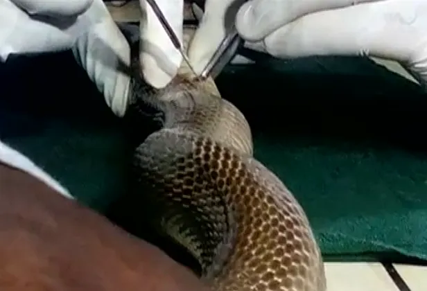 snake-operation