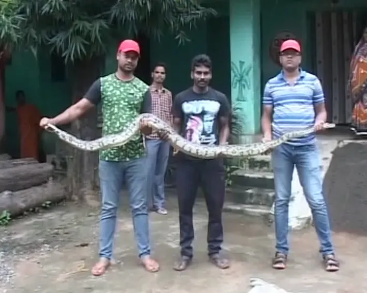 snake
