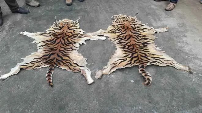 tiger skin
