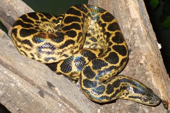 yellow-anaconda