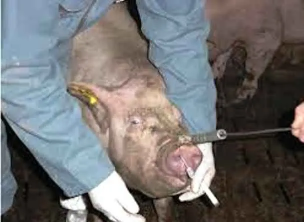 drawing-of-blood-sample-of-pigs