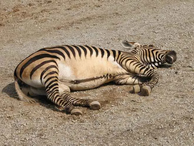 zebra