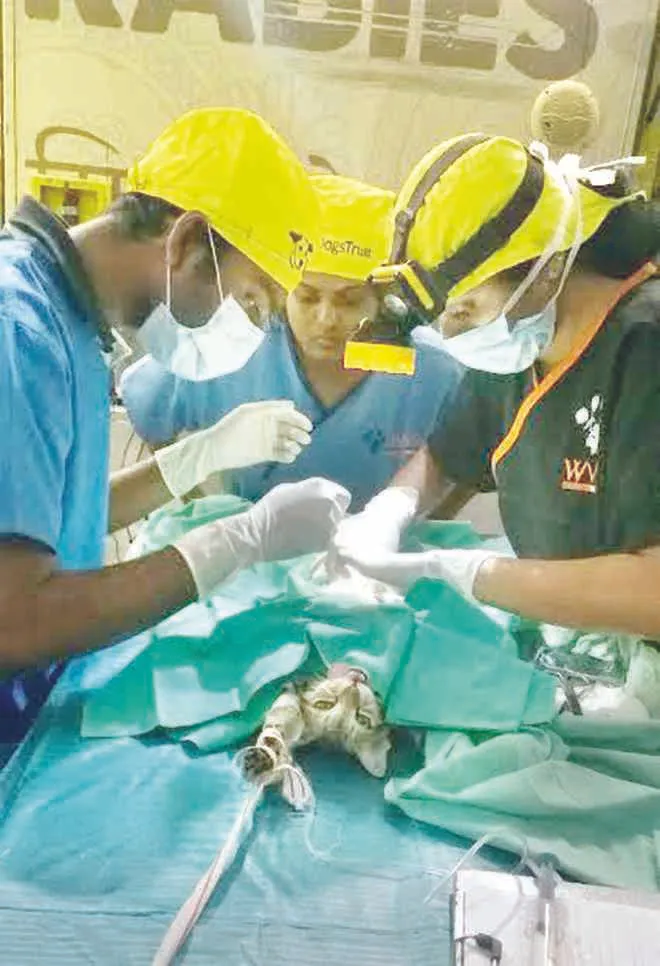 cat-sterilization