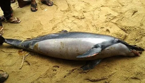 dolphin