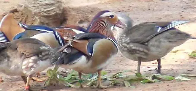 mandarin-duck