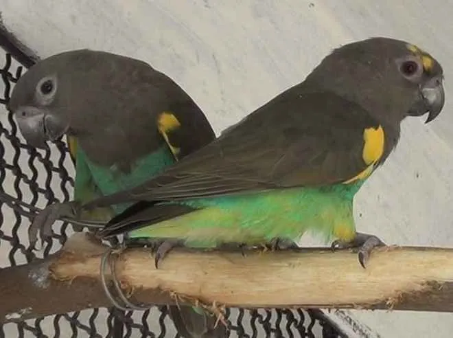 meyers-parrot