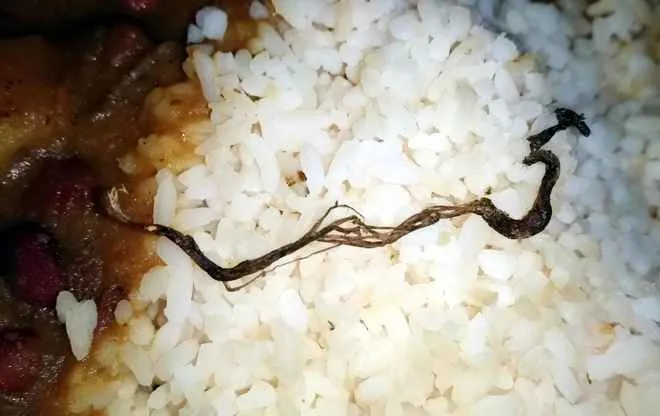 mid-day-meal-snake