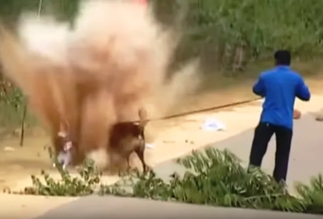 sniffer-dog-injured