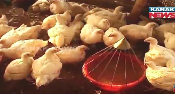 bird-flu