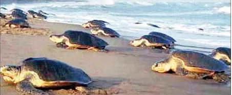 olive-ridley