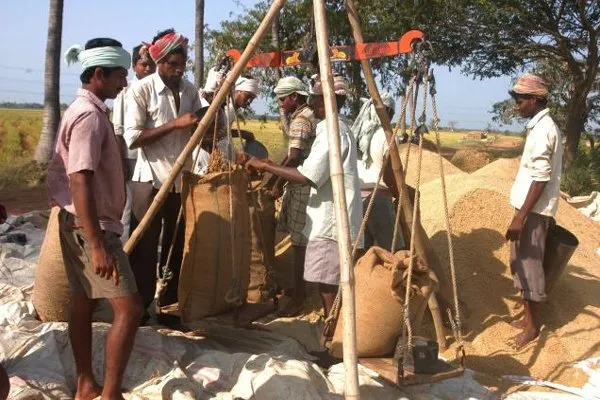 paddy-procurement-2