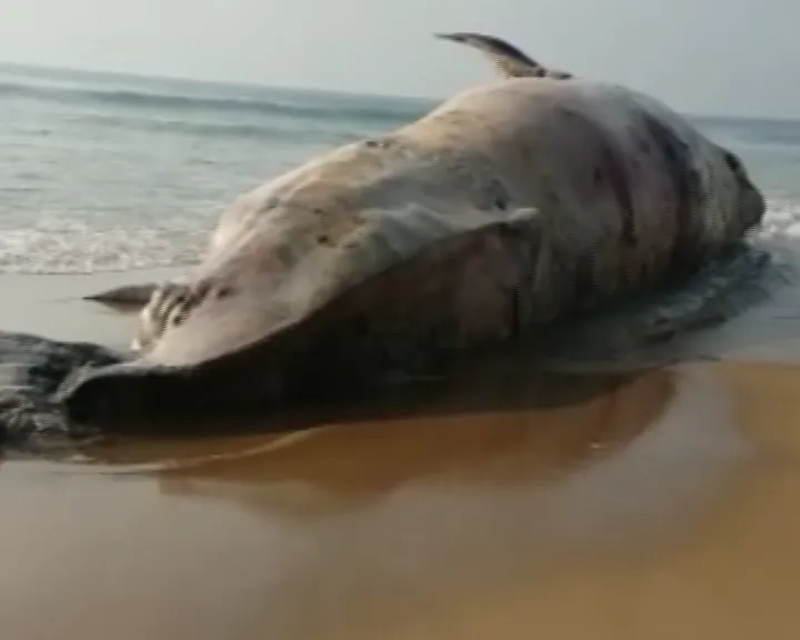 shark