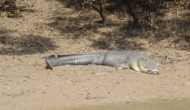 24-ft-long-crocodile