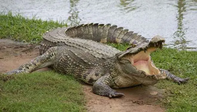 crocodile
