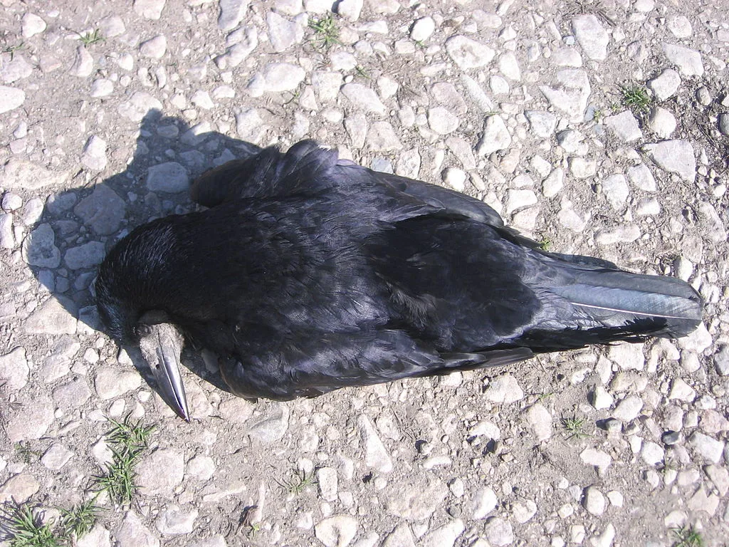 dead-crow