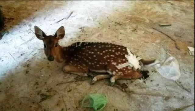deer