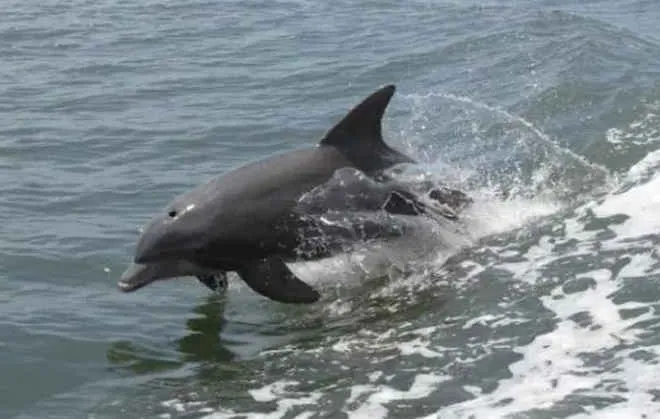 dolphin
