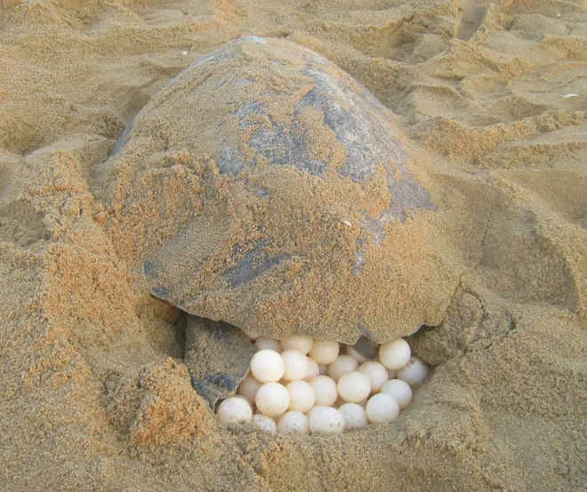 olive-ridley