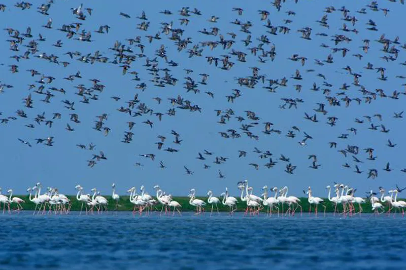 chilika