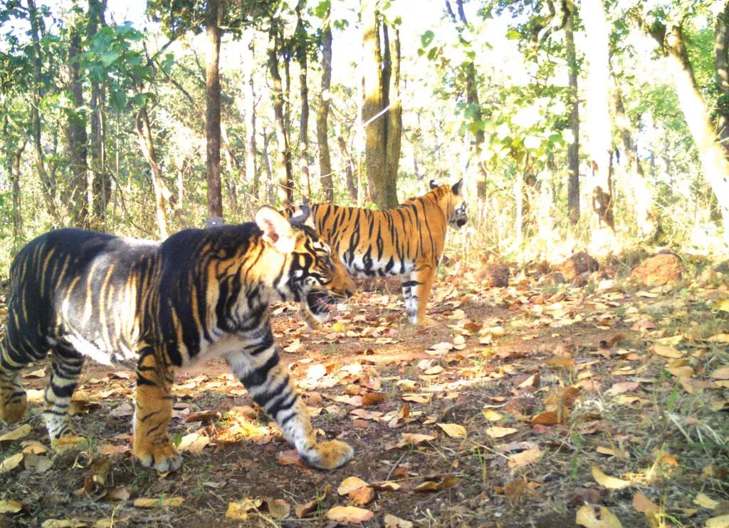 similipal safari