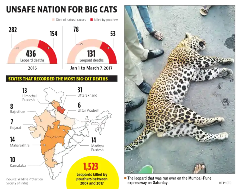 Big cats