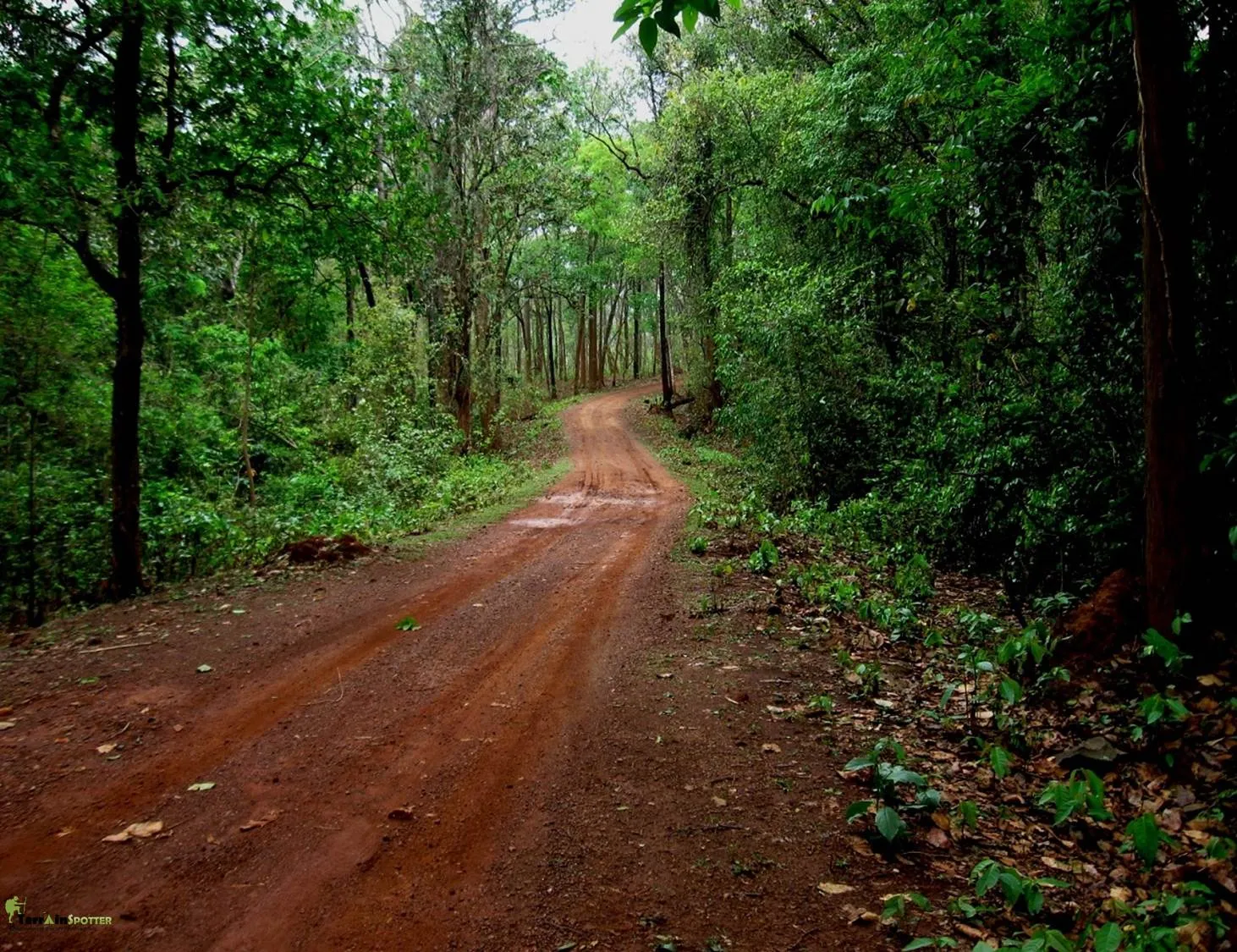 Simlipal Tiger Reserve
