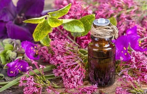 clary sage oil