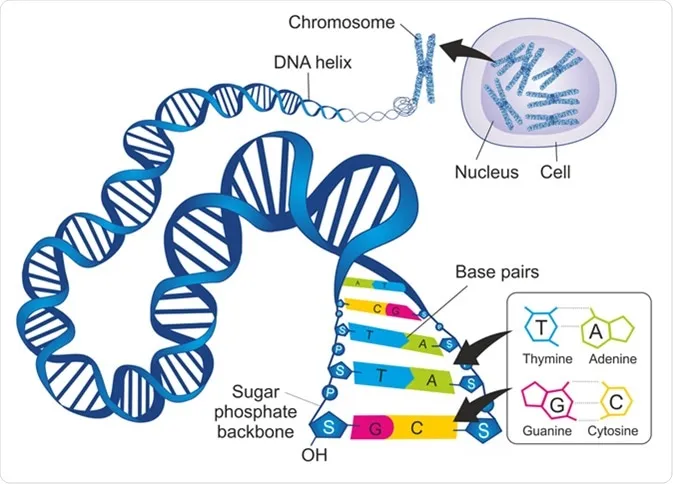  Germline engineering