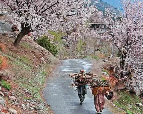  Narkanda, Himachal Pradesh 