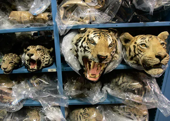 Tiger head