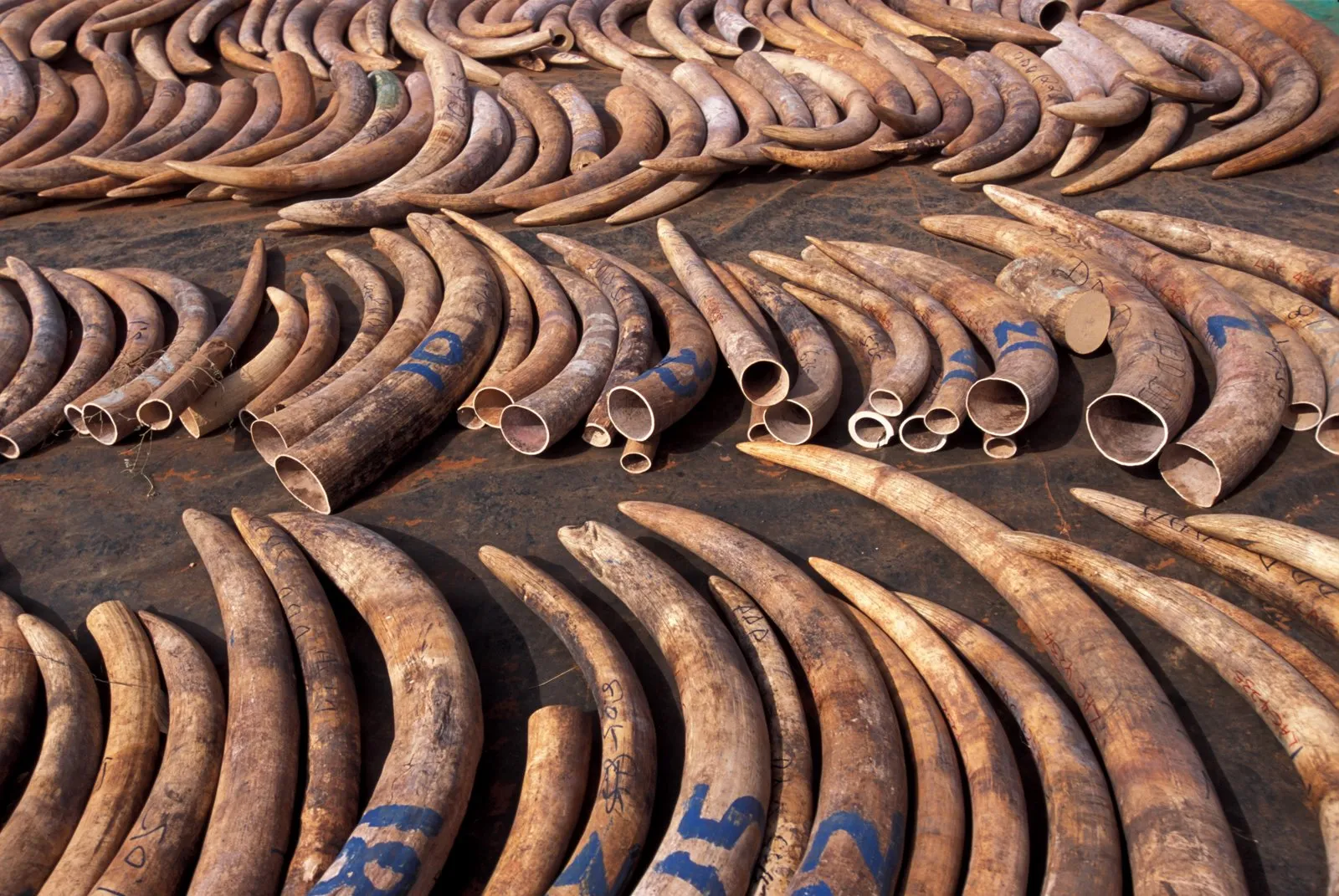 tusks