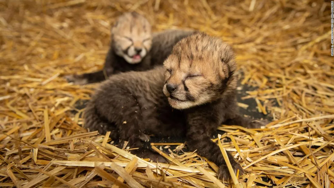 Cheetah cubs