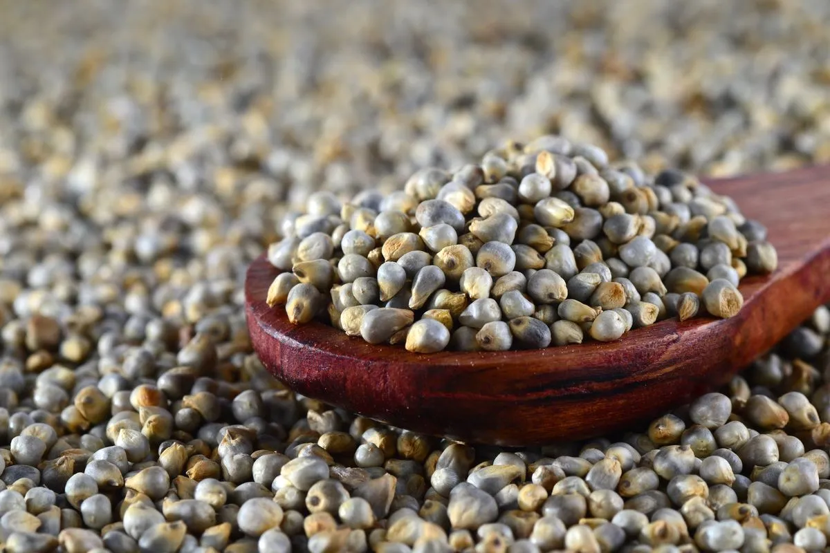 Bajra