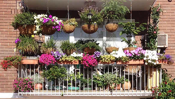 Balcony Gardening